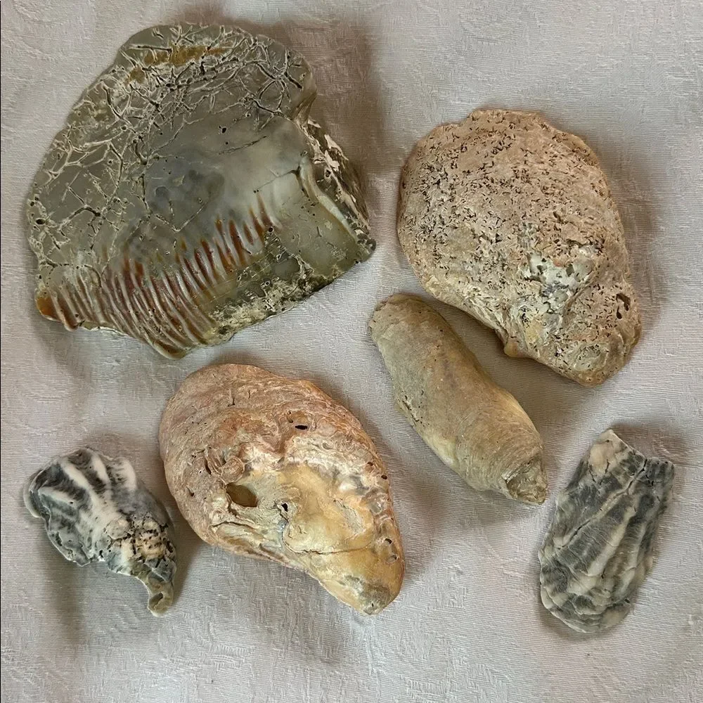 Sea Shells From Bahamas Florida Small Interesting - Picture 1 of 10